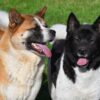 Amerikaanse Akita