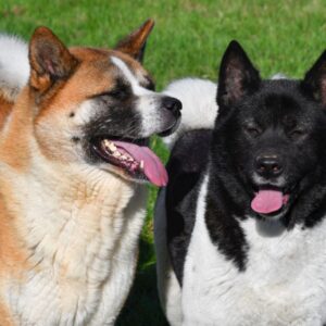 Amerikaanse Akita