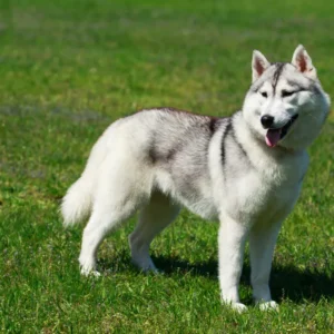 Alaskan Malamute ♀ (9252)