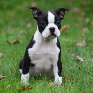 Boston Terriër