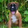 Boxer