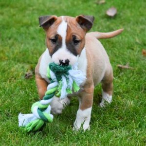 Bull Terriër