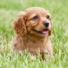 Cavapoo ♀ (7653)