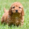 Cavapoo ♀ (0811)  GERESERVEERD