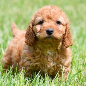 Cavapoo ♀ (0811) GERESERVEERD