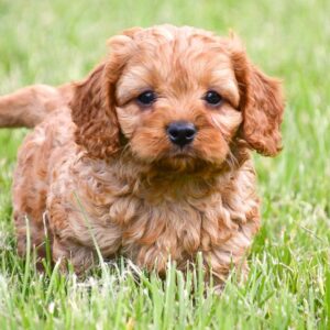 Cavapoo ♂ (8625)