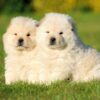 Chow Chow