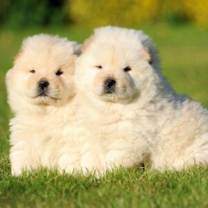 Chow Chow