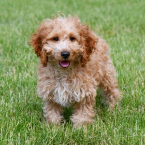 Cockapoo