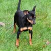 Dwergpinscher