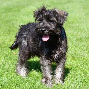 Dwergschnauzer ♂ (8759)