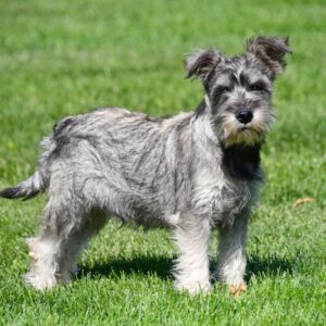 Dwergschnauzer ♂ (8762)