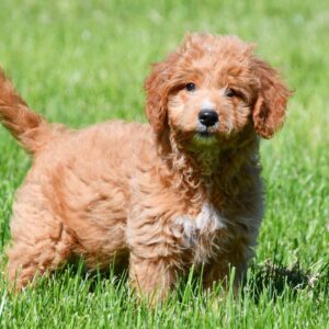 Goldendoodle ♀ (7777)