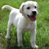 Labrador (blond)