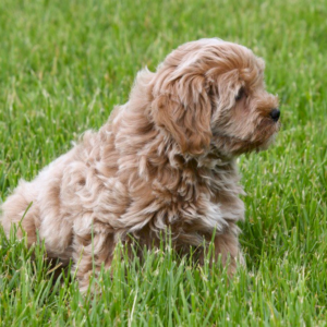 Maltipoo