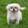 Pekingees