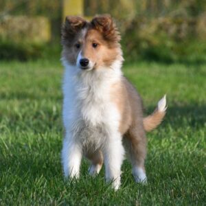 Schotse Collie