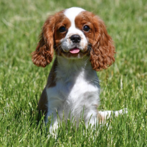 Cavalier King Charles ♂ (7726)