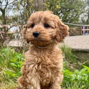 COCKAPOO