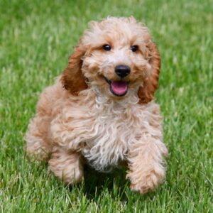Cockapoo ♀ (7720)