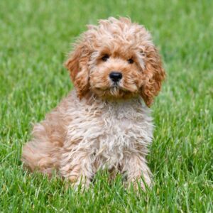 Cockapoo ♂ (7754)