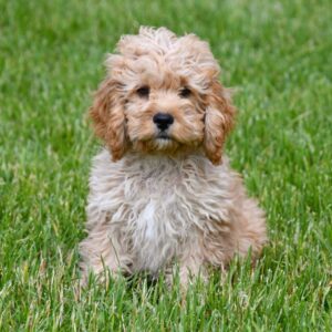 Cockapoo ♂ (7755)