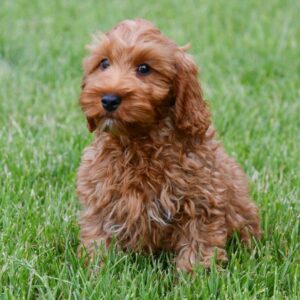 Cockapoo ♂ (7796)