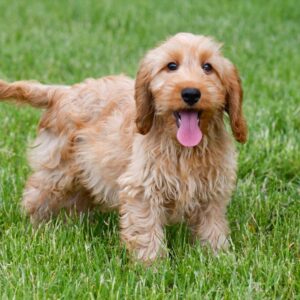 Cockapoo ♂ (7797)