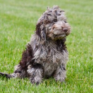 Cockapoo ♂ (1220)