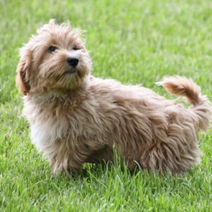 Maltipoo ♂ (7737)