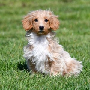 Maltipoo ♂ (2563)