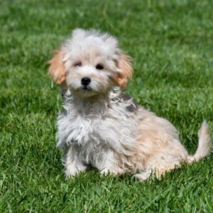 Maltipoo ♂ (2598)
