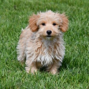 Maltipoo ♂ (8807